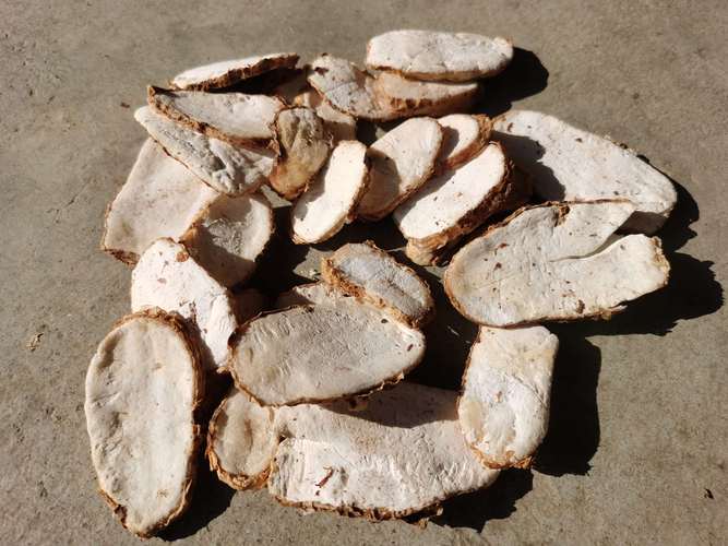 附子种子用量详解:一亩地该播多少才合适? 结语