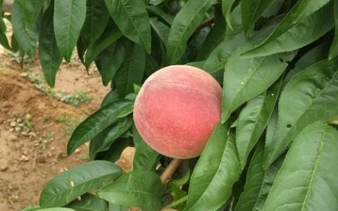 国家赔偿桃树多少钱一棵