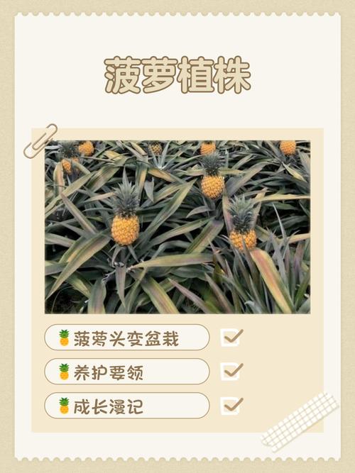 六、缓苗管理