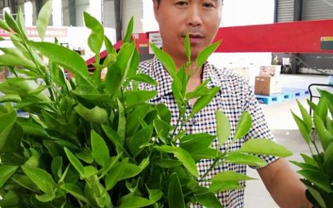 明日见柑橘苗多少钱？2026年价格参考与种植全攻略