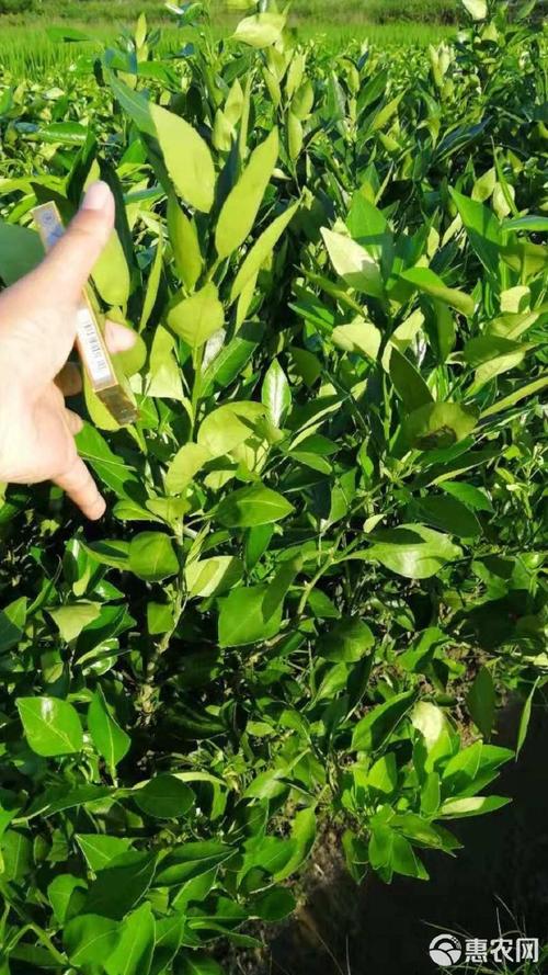 明日见柑橘苗多少钱?2026年价格参考与种植全攻略 采购质量判断:一看嫁接口、二看根系、三看苗龄