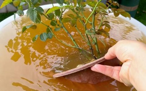 月季浇水的正确方法：见干见湿，四季养护指南