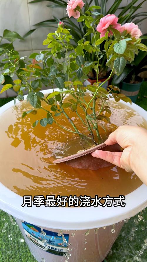 月季浇水的正确方法:见干见湿,四季养护指南 月季浇水的正确方法:见干见湿,四季养护指南
