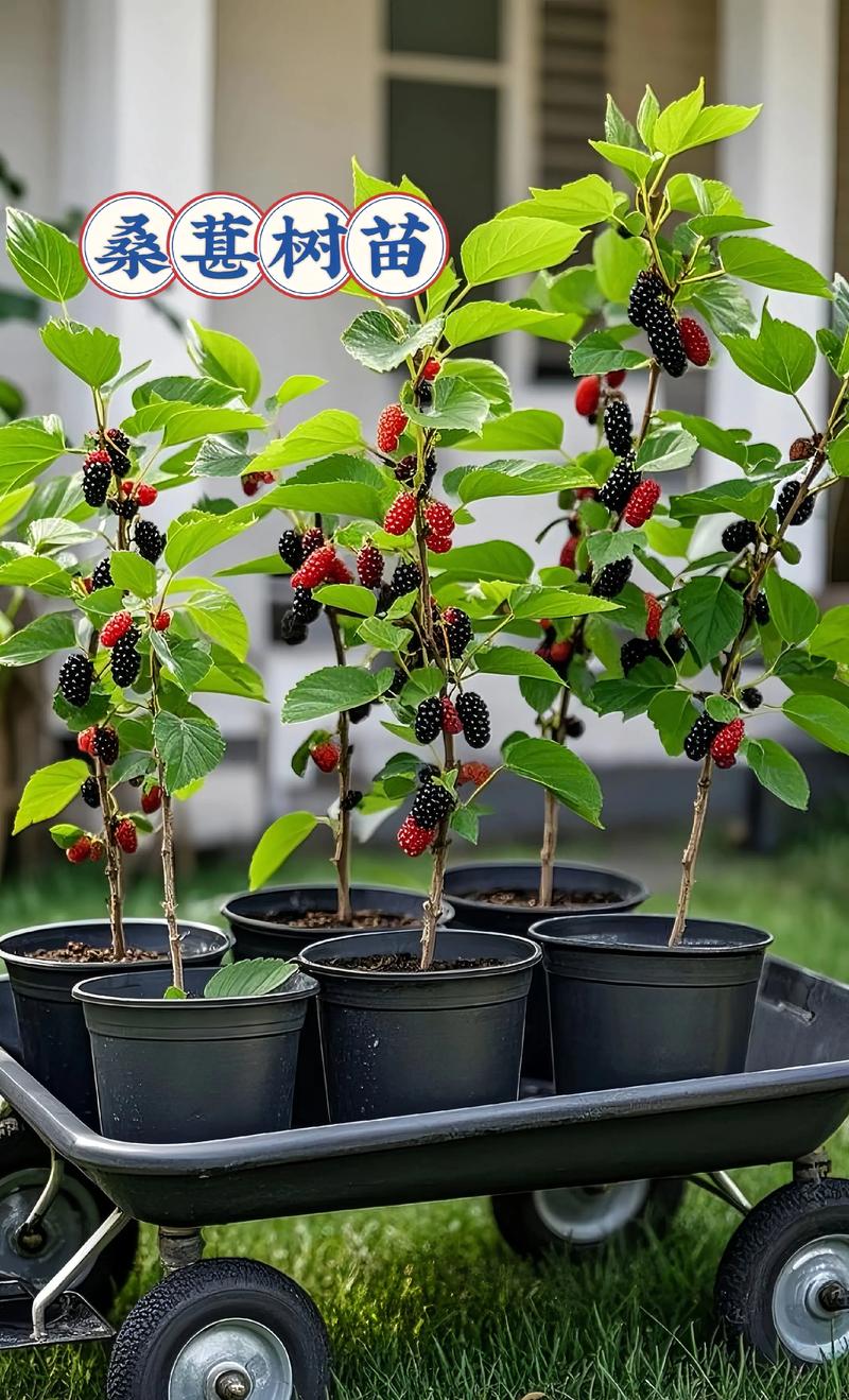 哪里桑葚苗好?老园丁教你选对苗,种出甜蜜桑葚果 四、种植小贴士:让苗子长得壮实