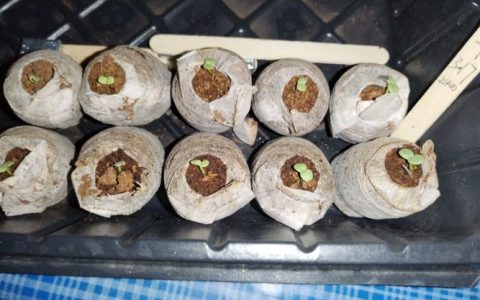 百日草种子长什么样？从形态到播种全解析
