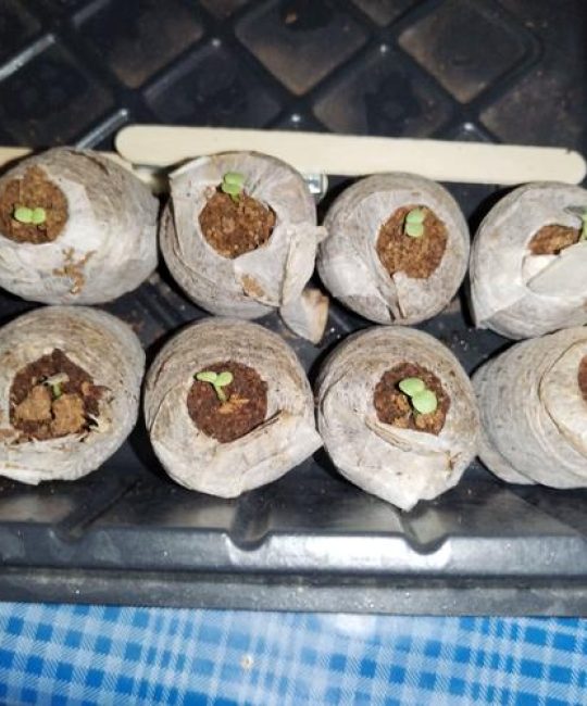 百日草种子长什么样？从形态到播种全解析