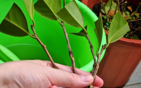 山茶花怎么培植？从品种选择到养护管理，这篇全攻略帮你养好冬春名花