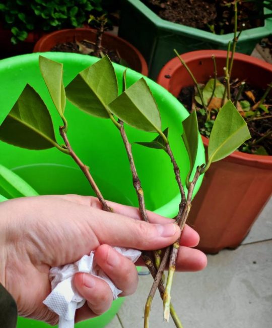 山茶花怎么培植？从品种选择到养护管理，这篇全攻略帮你养好冬春名花