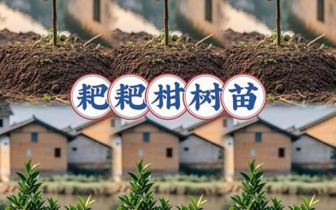 耙耙柑在河南能种吗？一份可执行的种植指南与气候适应性分析
