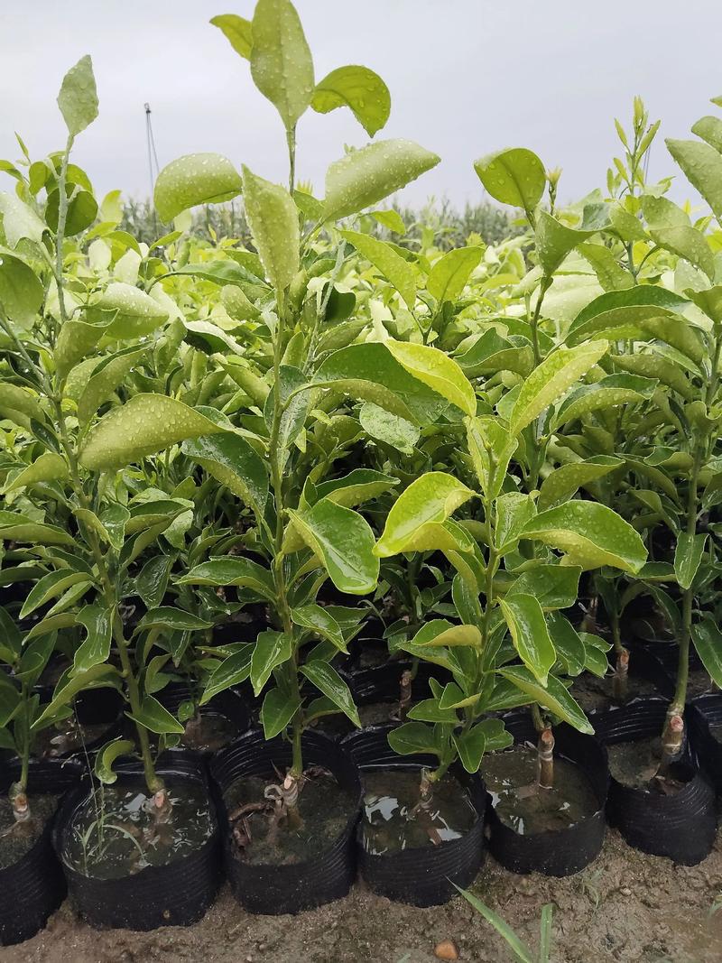 耙耙柑在河南能种吗?一份可执行的种植指南与气候适应性分析 四、栽植深度