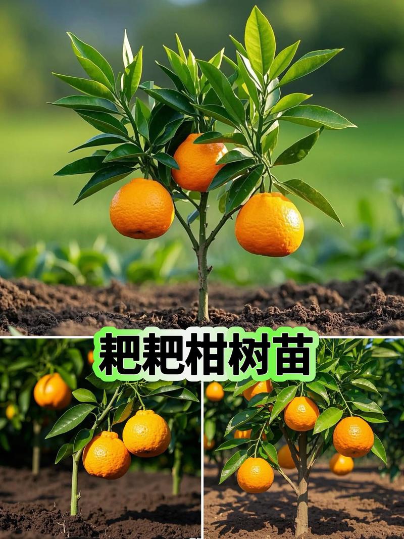 耙耙柑在河南能种吗?一份可执行的种植指南与气候适应性分析 三、栽前处理(种苗准备)