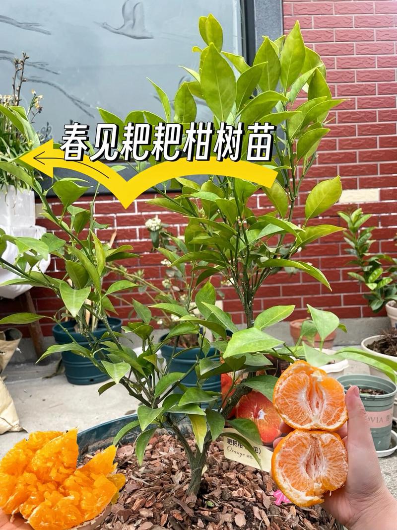 耙耙柑在河南能种吗?一份可执行的种植指南与气候适应性分析 五、浇定根水