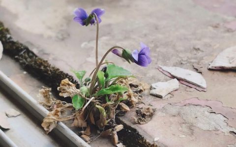 让花成花，让树成树：园艺中的自然之道