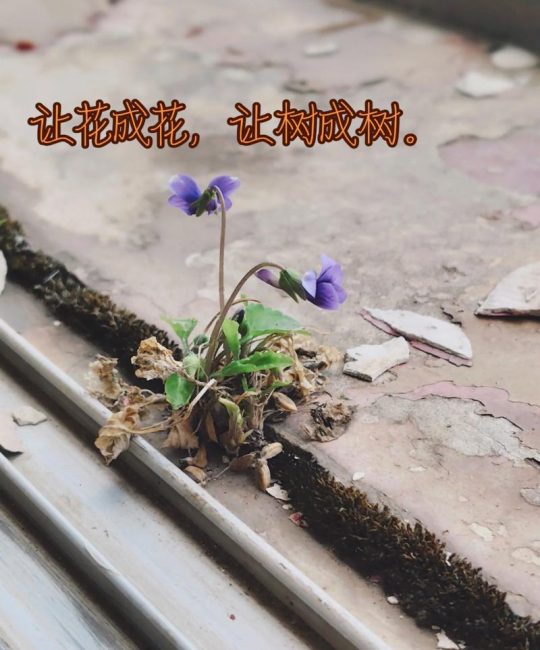 让花成花，让树成树：园艺中的自然之道