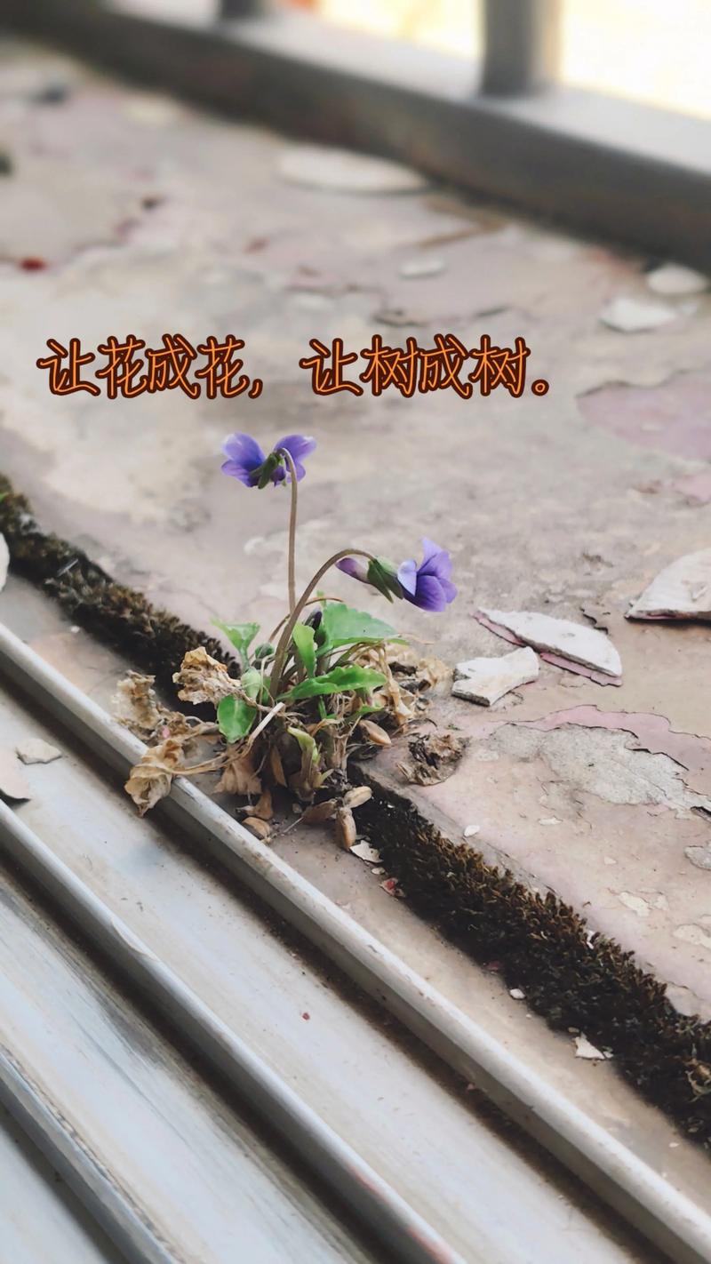 让花成花,让树成树:园艺中的自然之道 让花成花,让树成树:园艺中的自然之道