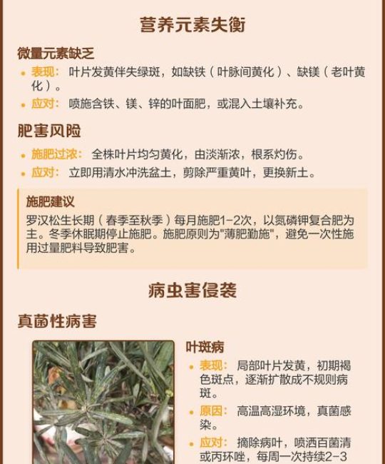 罗汉松叶子发黄干枯是什么原因？专家教你4步排查与解决