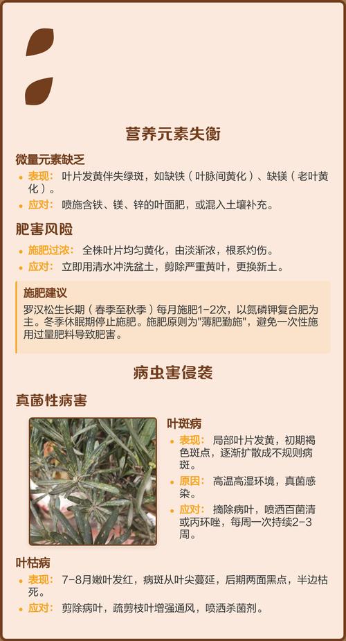 罗汉松叶子发黄干枯是什么原因?专家教你4步排查与解决 罗汉松叶子发黄干枯是什么原因?专家教你4步排查与解决