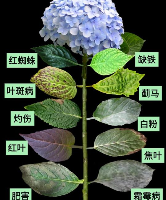 绣球花黄叶怎么办？4步精准排查与补救指南