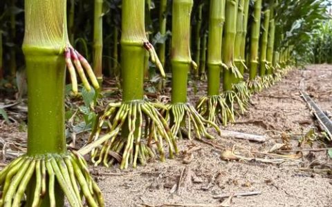 玉米高产种植技术指南：从选时到管理的七个关键步骤