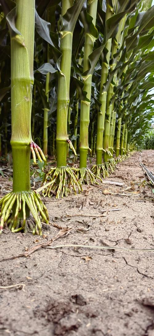 玉米高产种植技术指南:从选时到管理的七个关键步骤 玉米高产种植技术指南:从选时到管理的七个关键步骤