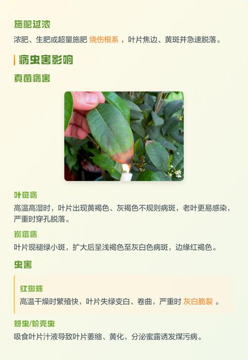 桂花叶子干枯怎么办?全面补救指南 三、事后养护要点