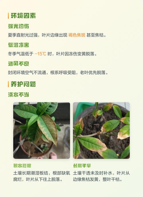 桂花叶子干枯怎么办?全面补救指南 四、特殊情况处理
