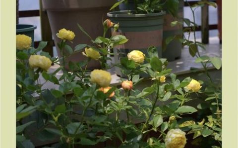 夏天月季花怎么养护？6个关键步骤让月季安全度夏