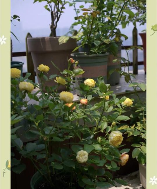 夏天月季花怎么养护？6个关键步骤让月季安全度夏