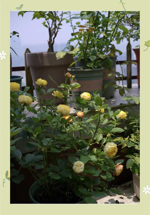 夏天月季花怎么养护?6个关键步骤让月季安全度夏 夏天月季花怎么养护?6个关键步骤让月季安全度夏