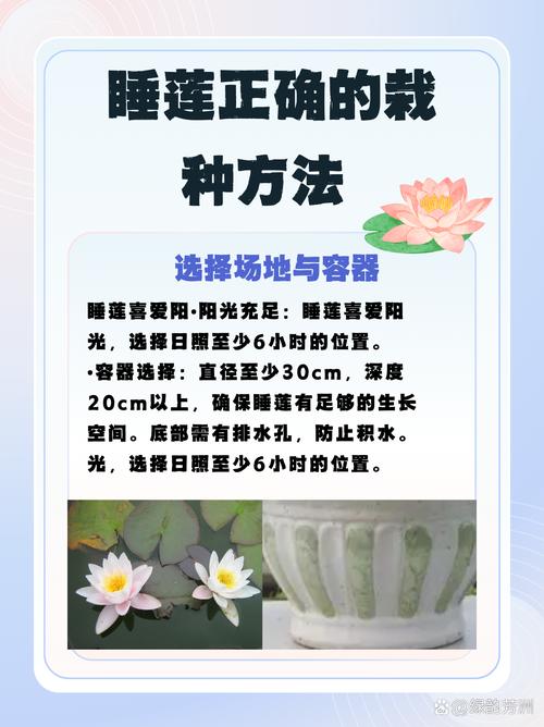 睡莲可以用火山石种吗?专家详解正确基质选择与种植方法 睡莲种植的正确基质选择
