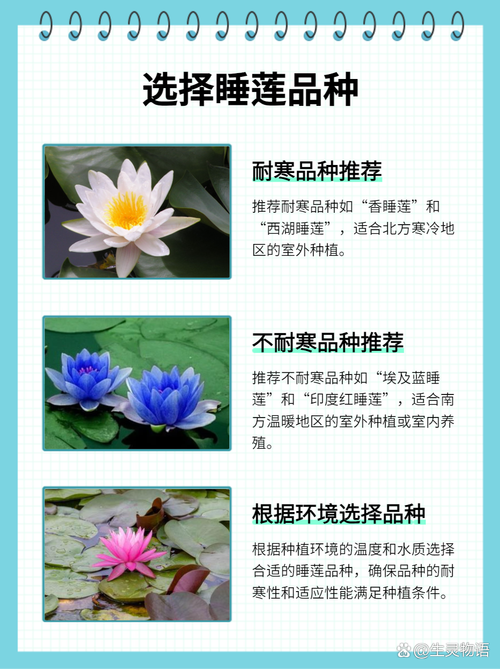 睡莲可以用火山石种吗?专家详解正确基质选择与种植方法 常见问题解答
