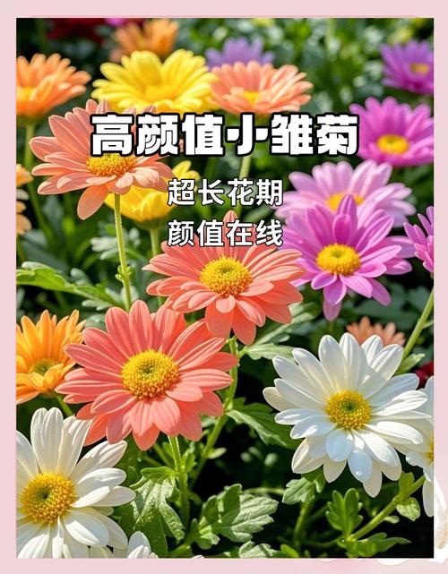 雏菊花象征什么意义?从文化寓意到家庭养护全攻略 光照与水肥精准方案