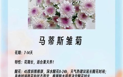雏菊花象征什么意义？从文化寓意到家庭养护全攻略