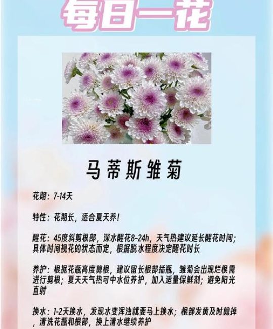 雏菊花象征什么意义？从文化寓意到家庭养护全攻略