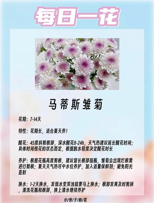 雏菊花象征什么意义?从文化寓意到家庭养护全攻略 品种基础档案