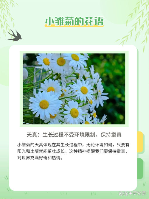 雏菊花象征什么意义?从文化寓意到家庭养护全攻略 文化象征意义(传统习俗说明)