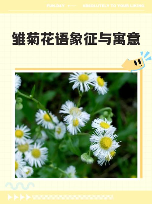 雏菊花象征什么意义?从文化寓意到家庭养护全攻略 越冬与越夏管理