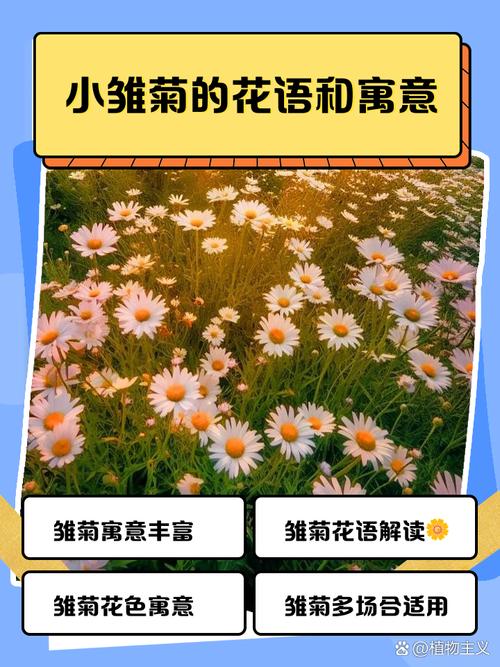 雏菊花象征什么意义?从文化寓意到家庭养护全攻略 盆栽与地栽选择决策