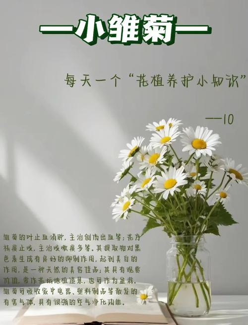 雏菊花象征什么意义?从文化寓意到家庭养护全攻略 常见误区与纠正