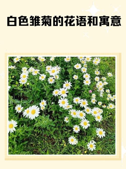 雏菊花象征什么意义?从文化寓意到家庭养护全攻略 FAQ