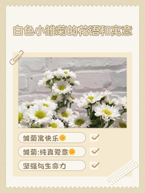 雏菊花象征什么意义?从文化寓意到家庭养护全攻略 总结