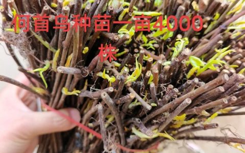 如何种植何首乌——从选时到成活的全流程指南