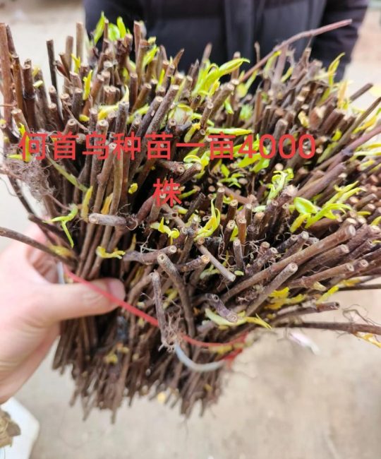 如何种植何首乌——从选时到成活的全流程指南