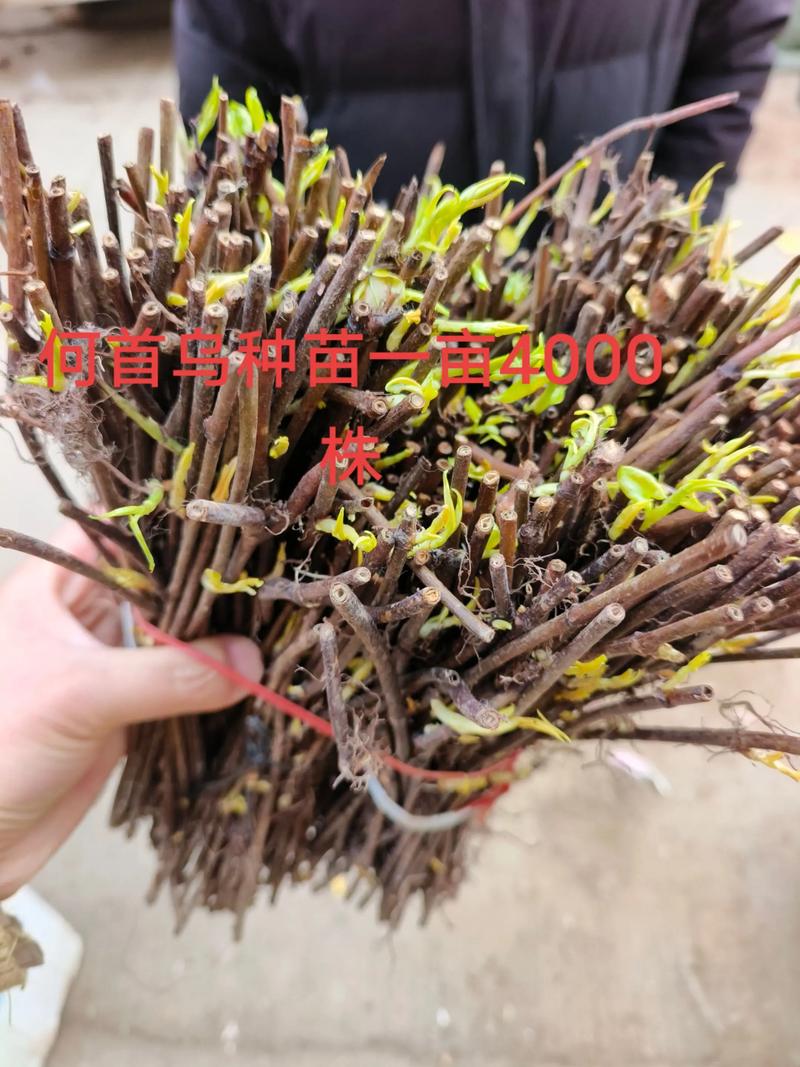 如何种植何首乌——从选时到成活的全流程指南 一、适宜时间