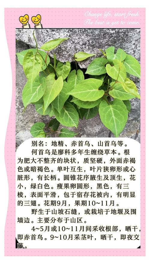 如何种植何首乌——从选时到成活的全流程指南 三、栽前处理