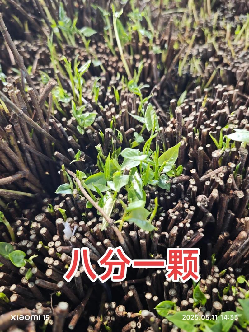 如何种植何首乌——从选时到成活的全流程指南 二、土壤环境