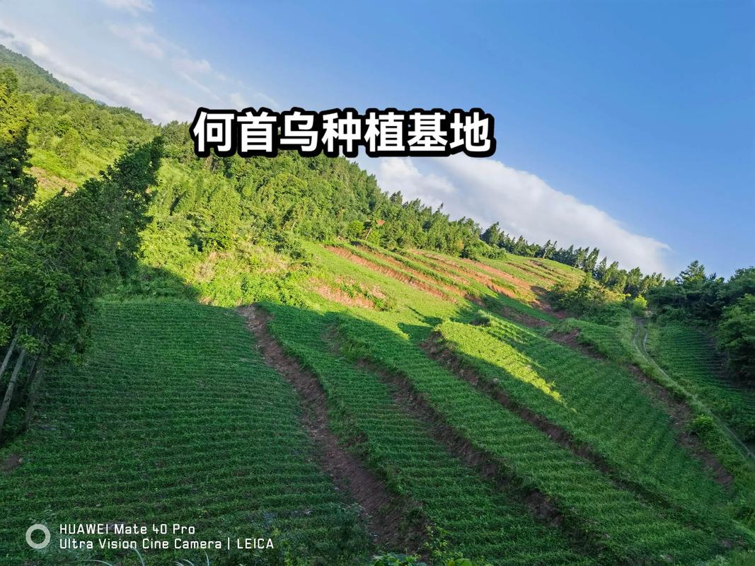 如何种植何首乌——从选时到成活的全流程指南 四、栽植深度