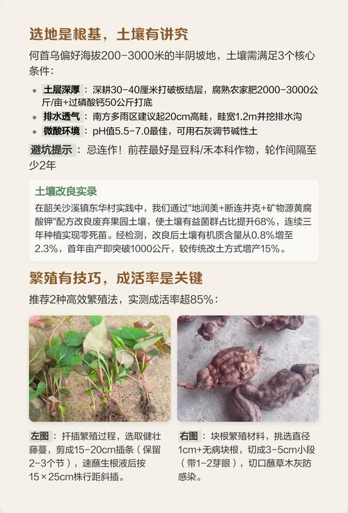如何种植何首乌——从选时到成活的全流程指南 五、浇定根水