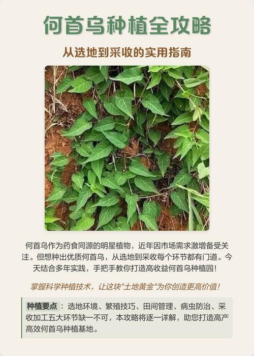如何种植何首乌——从选时到成活的全流程指南 六、缓苗管理