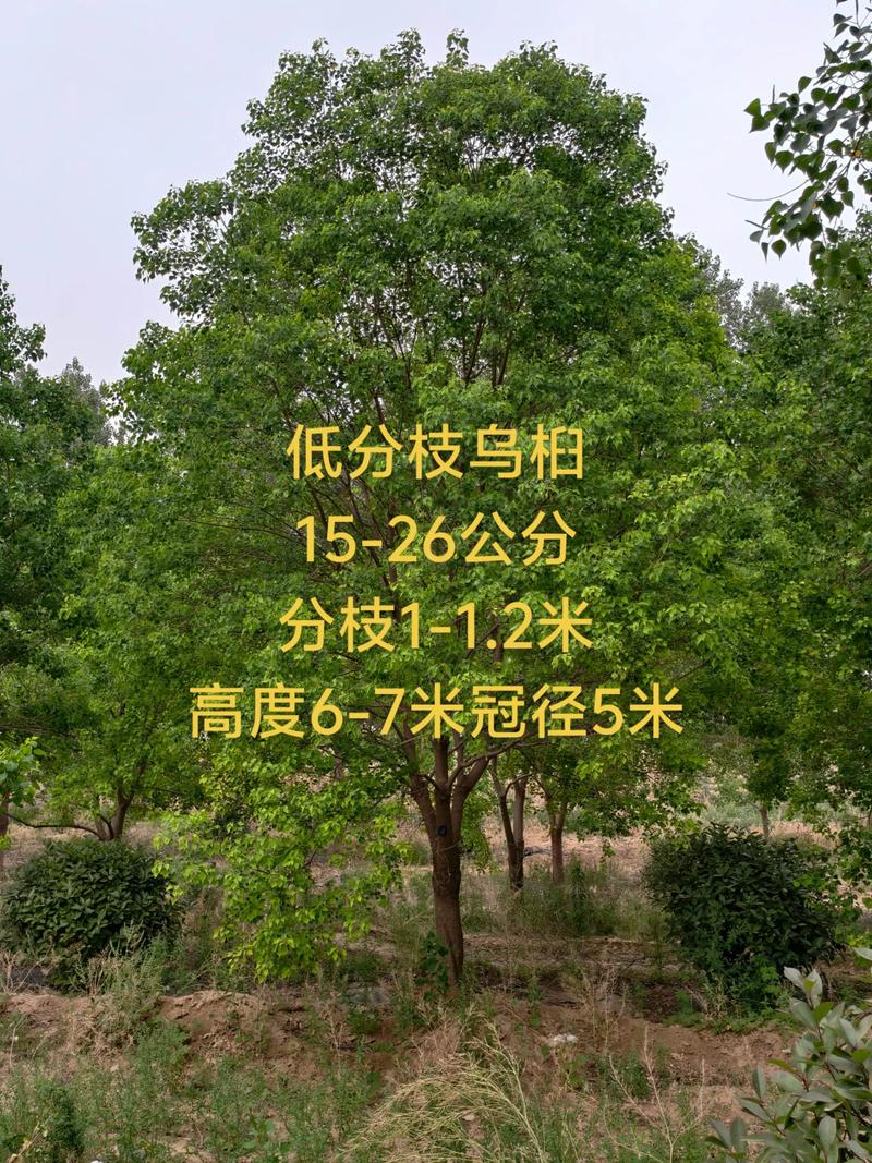 6公分乌桕树多少钱?2025年最新价格参考与影响因素分析 规格因素:6公分乌桕的定义与选购要点